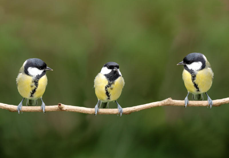 Illustration for article titled Great Tits